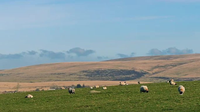 在丘陵景观中放牧的绵羊