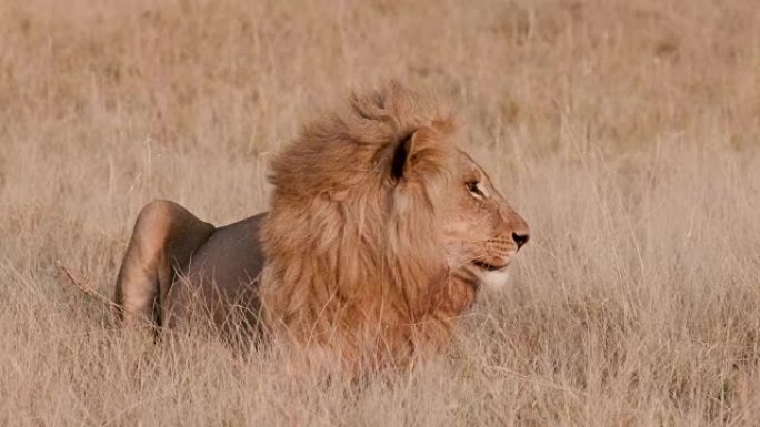 博茨瓦纳，一头雄狮躺在草丛中自我修饰
