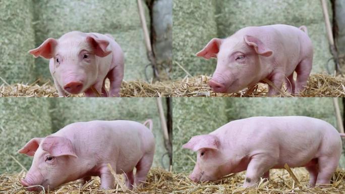 站在农场稻草上的小猪新生。生物、动物健康、友谊、热爱大自然的概念。素食和素食风格。尊重动物。