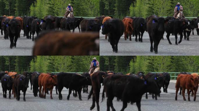 放牛的女牛仔放牛的女牛仔放牧水牛