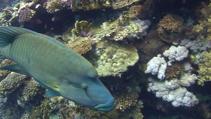 苏眉鱼海底潜水观赏鱼苏眉鱼