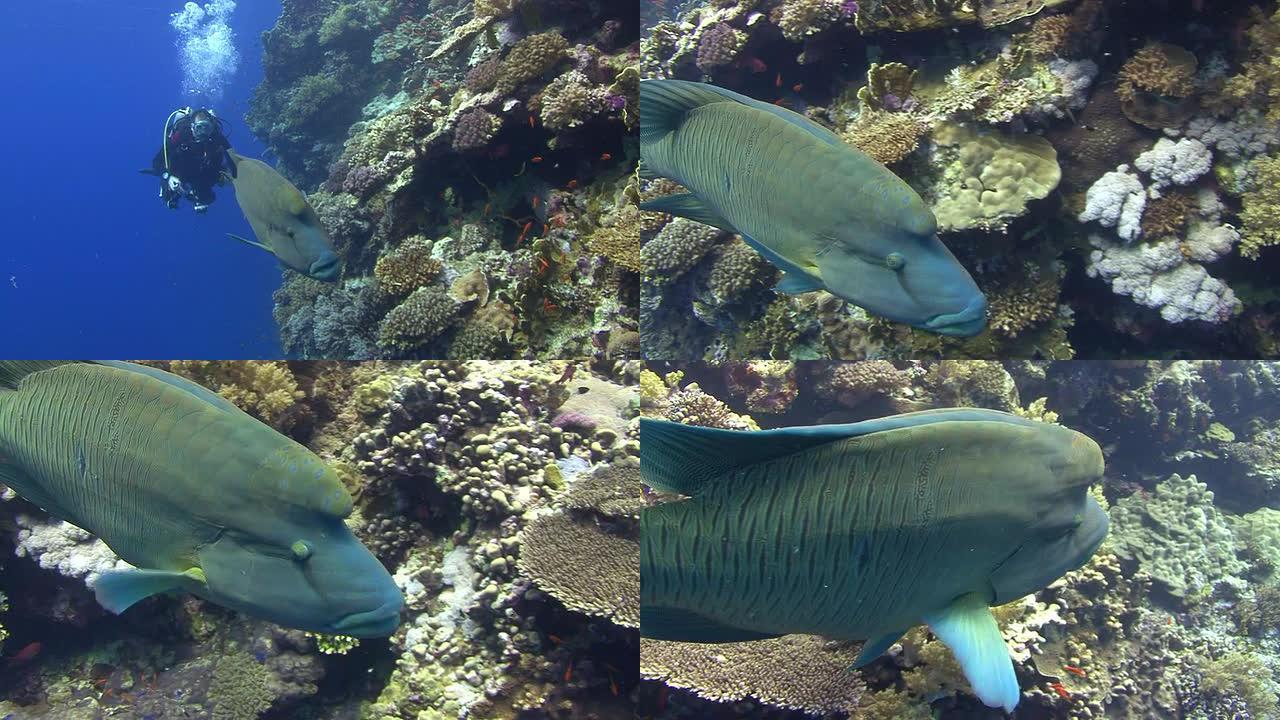 苏眉鱼海底潜水观赏鱼苏眉鱼
