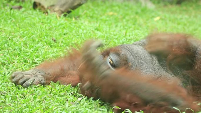 猩猩在草地上抓挠黑猩猩丢那猩野生动物世界