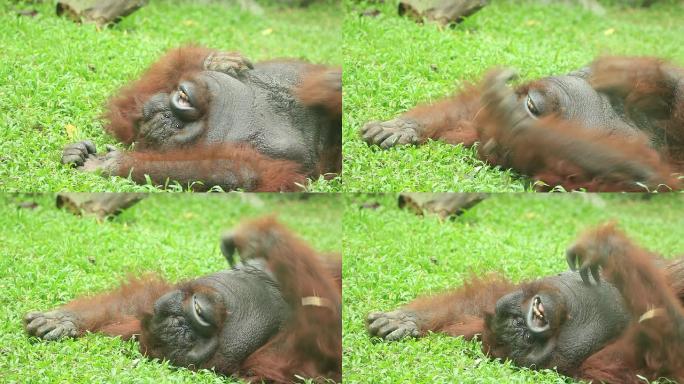 猩猩在草地上抓挠黑猩猩丢那猩野生动物世界