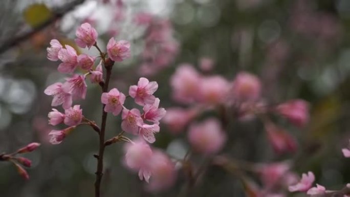 4k，樱花花。