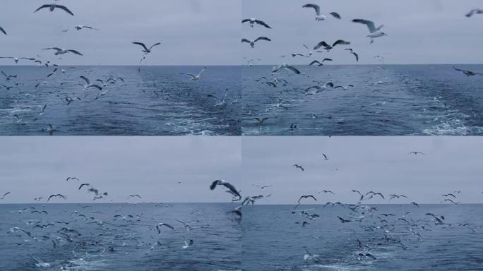 一群海鸥飞过大海寻找食物