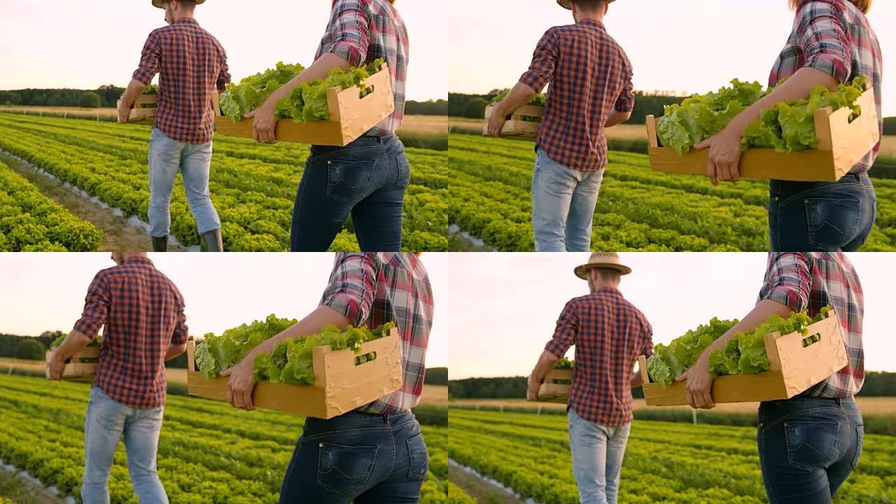 WS蔬菜种植者将木箱和生菜带到田野中
