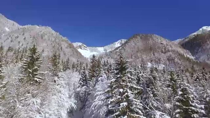 空中: 在冬季仙境的大山丘上生长的白雪树木上飞行