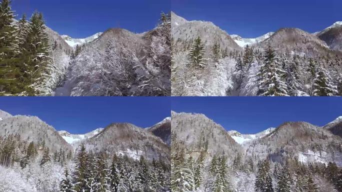 空中: 在冬季仙境的大山丘上生长的白雪树木上飞行