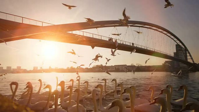 桥梁水反射。成群结队的鸟。全景背景。日落太阳耀斑