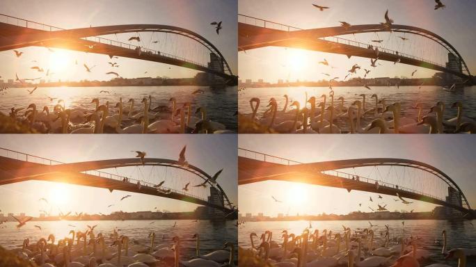 桥梁水反射。成群结队的鸟。全景背景。日落太阳耀斑