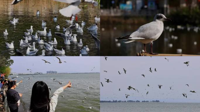 海鸥素材合集