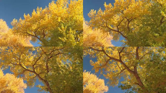 特写: 在华丽的秋日，在郁郁葱葱的树叶树冠下行驶