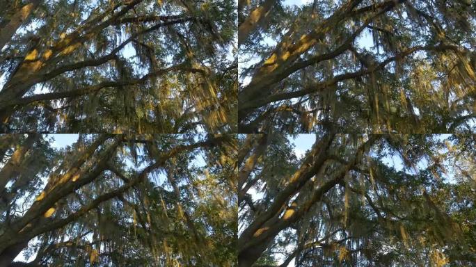 阳光明媚的夏天，雄伟的橡树上浪漫的西班牙苔藓