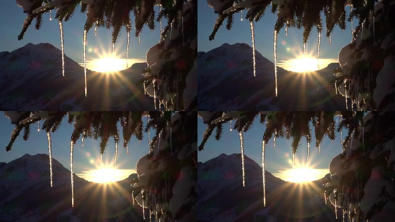 特写: 金色冬季日出时白雪皑皑的云杉树上闪闪发光的小冰柱