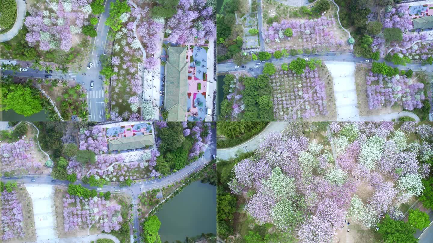 航拍华南农业大学三月紫荆花开（俯拍）
