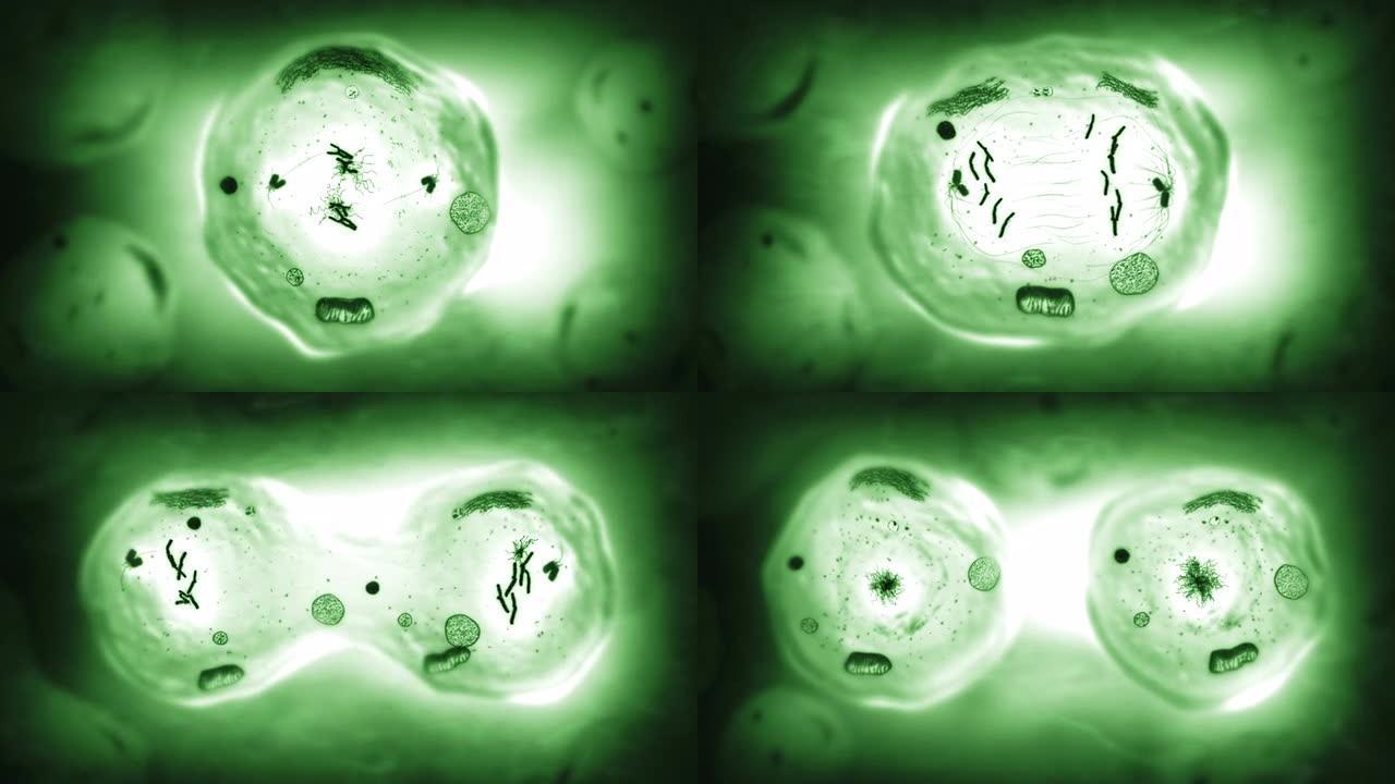 有丝分裂的阶段。生物学背景。绿色。
