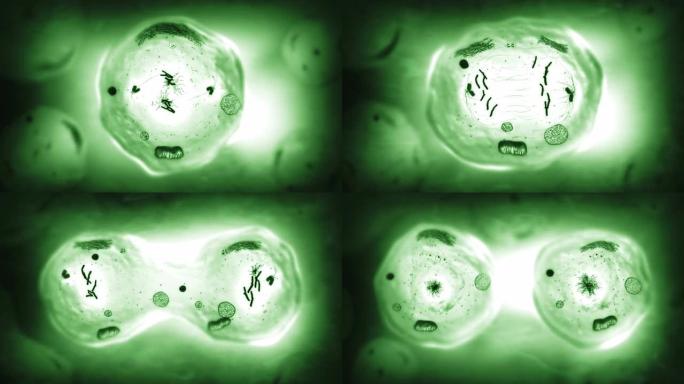 有丝分裂的阶段。生物学背景。绿色。