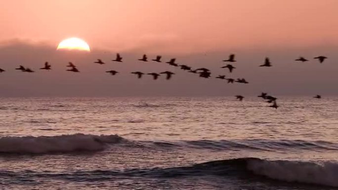 日落时在海上慢动作飞行的鸟类