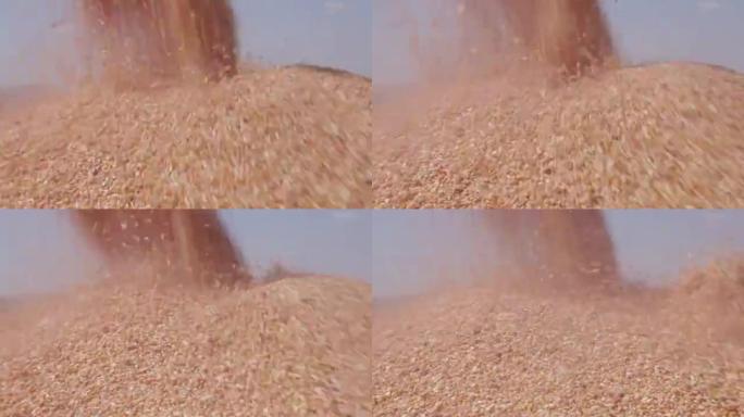 收获的玉米的4k特写镜头被转移到谷物卡车中