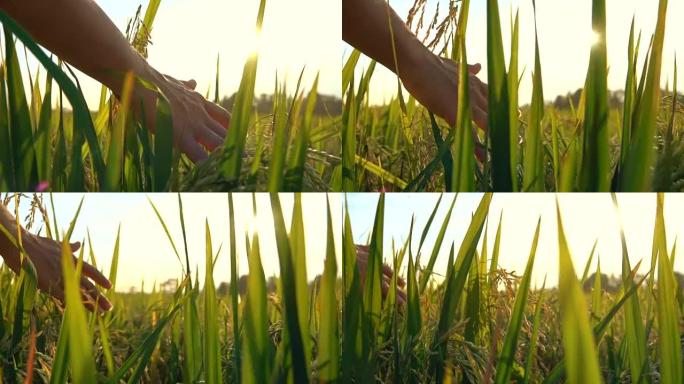慢动作: 在金色的日落时分，人类的手抚摸和爱抚成熟的水稻植物