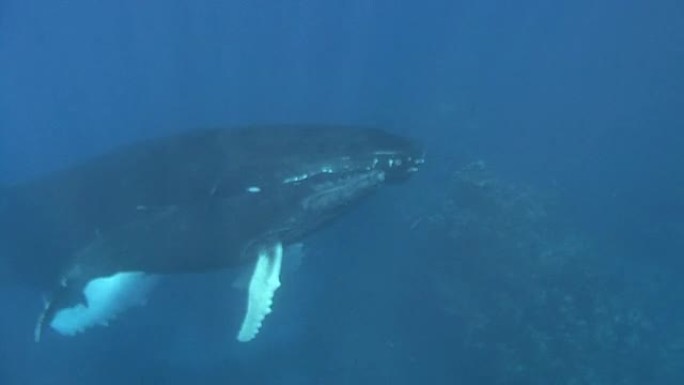座头鲸座头鲸鱼海洋大海野生动物