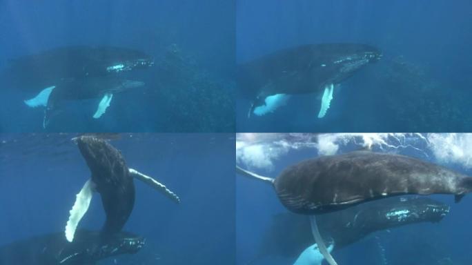 座头鲸座头鲸鱼海洋大海野生动物