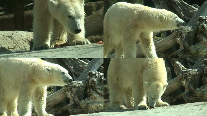 （HD1080i）湿北极熊游泳后进食