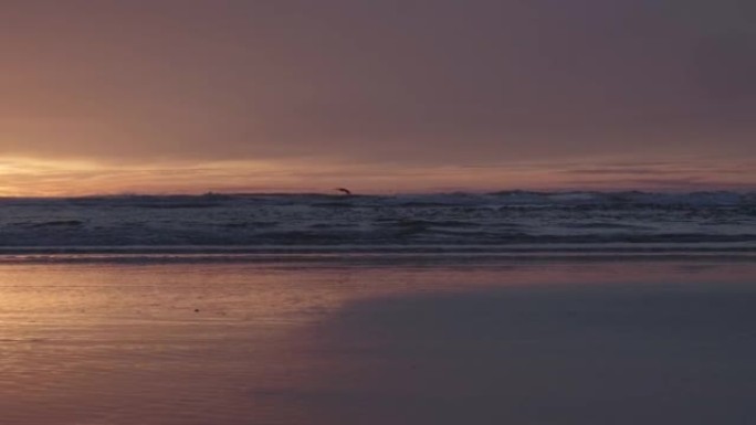 日落时沿着海岸线飞行的海鸥