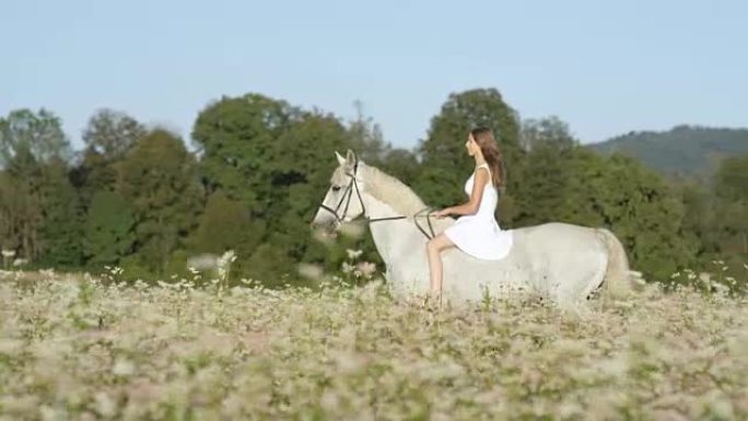 慢动作: 美丽天真的女孩在粉红色的田野里骑着白马