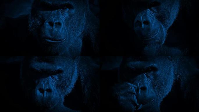 大猩猩在黑暗中吃特写