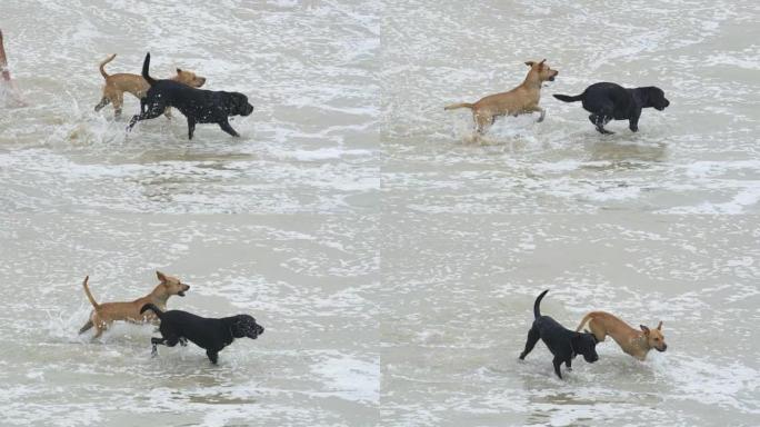 慢动作: 精力充沛的幼犬在浅海水中玩耍。