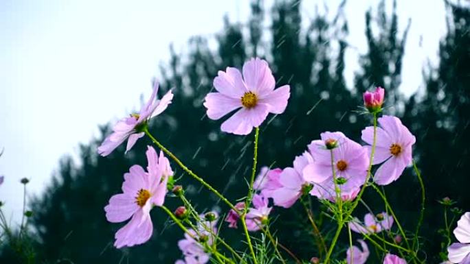 雨中的花