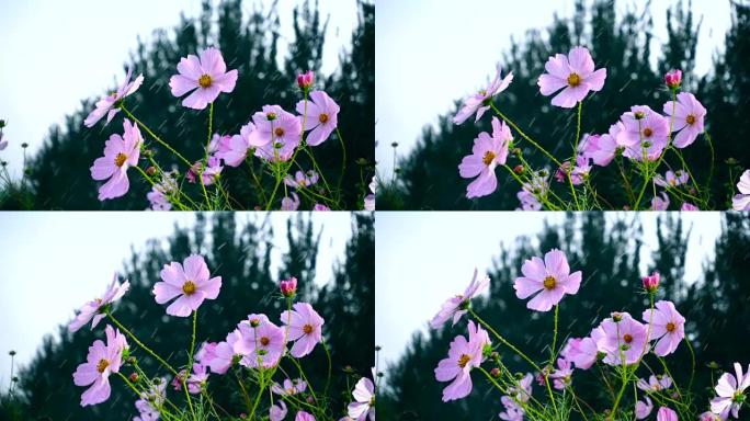 雨中的花