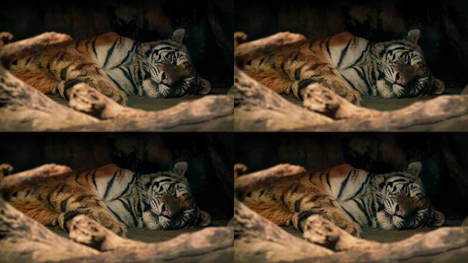 老虎在阴凉处休息聚焦拉