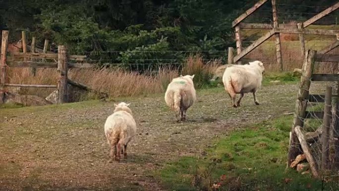 羊群在午后的光线下在斜坡上行走