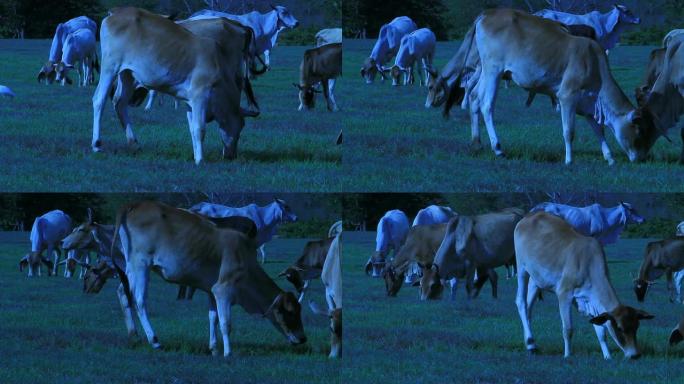 夜景奶牛，高清夜景奶牛