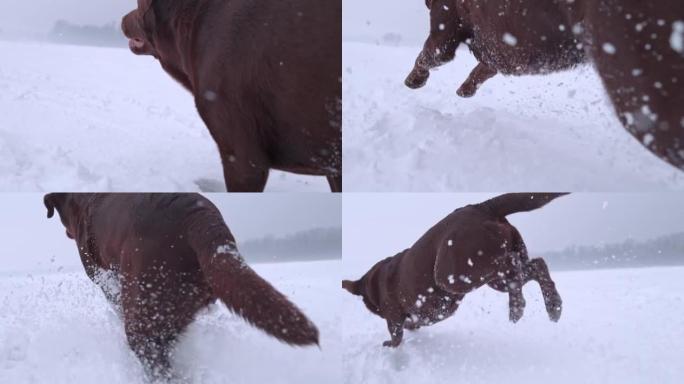 SLO MO狗在积雪覆盖的田野上奔跑