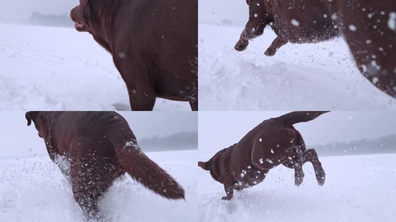 SLO MO狗在积雪覆盖的田野上奔跑