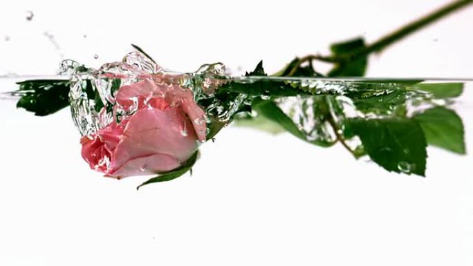 粉红玫瑰落水