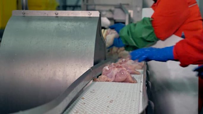 工人检查鸡胸肉的质量并将其放置以进行加工。