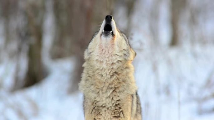 狼的叫声动物园野生动物保护生物多样性