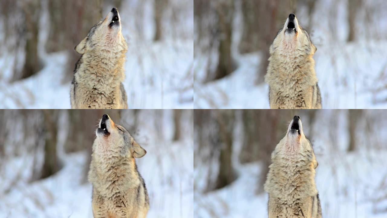 狼的叫声动物园野生动物保护生物多样性