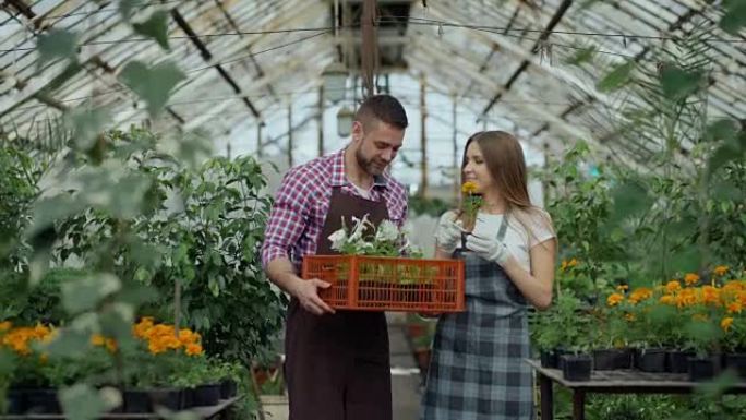 年轻迷人的花店夫妇在围裙在温室工作。开朗的男人带着一盒鲜花走路，说话的女人松开植物