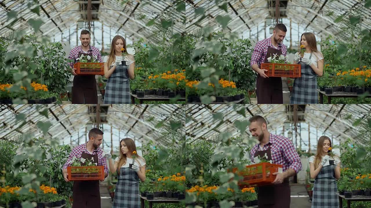 年轻迷人的花店夫妇在围裙在温室工作。开朗的男人带着一盒鲜花走路，说话的女人松开植物
