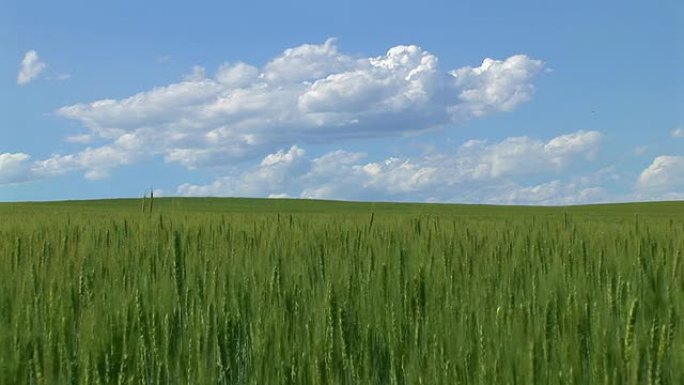绿色麦田麦子小麦国外的小麦
