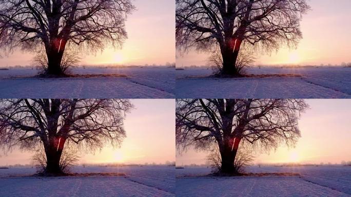 斯洛文尼亚田园诗般的白雪皑皑的单棵树后面的宁静日出女士