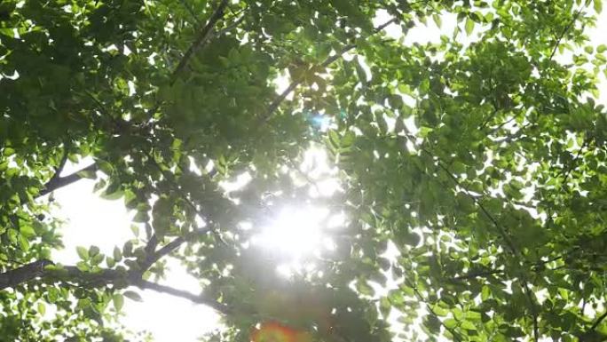 透过树枝看到的阳光