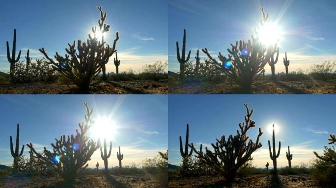 夏日的阳光照耀着沙漠荒野中的野生仙人掌刺