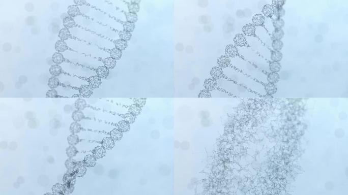 旋转神经丛DNA链的组装和散射-浅蓝色版本
